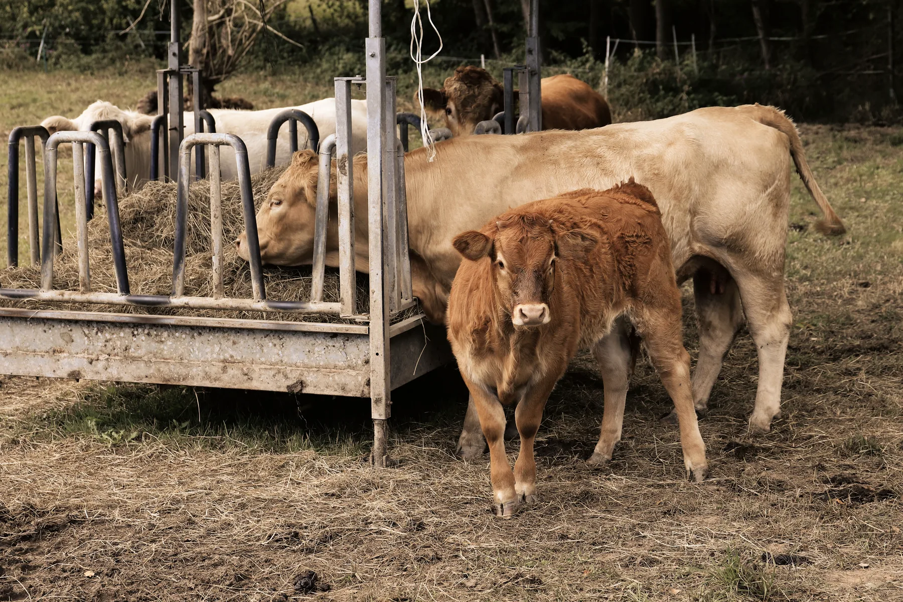 Gado se alimentando em propriedade rural