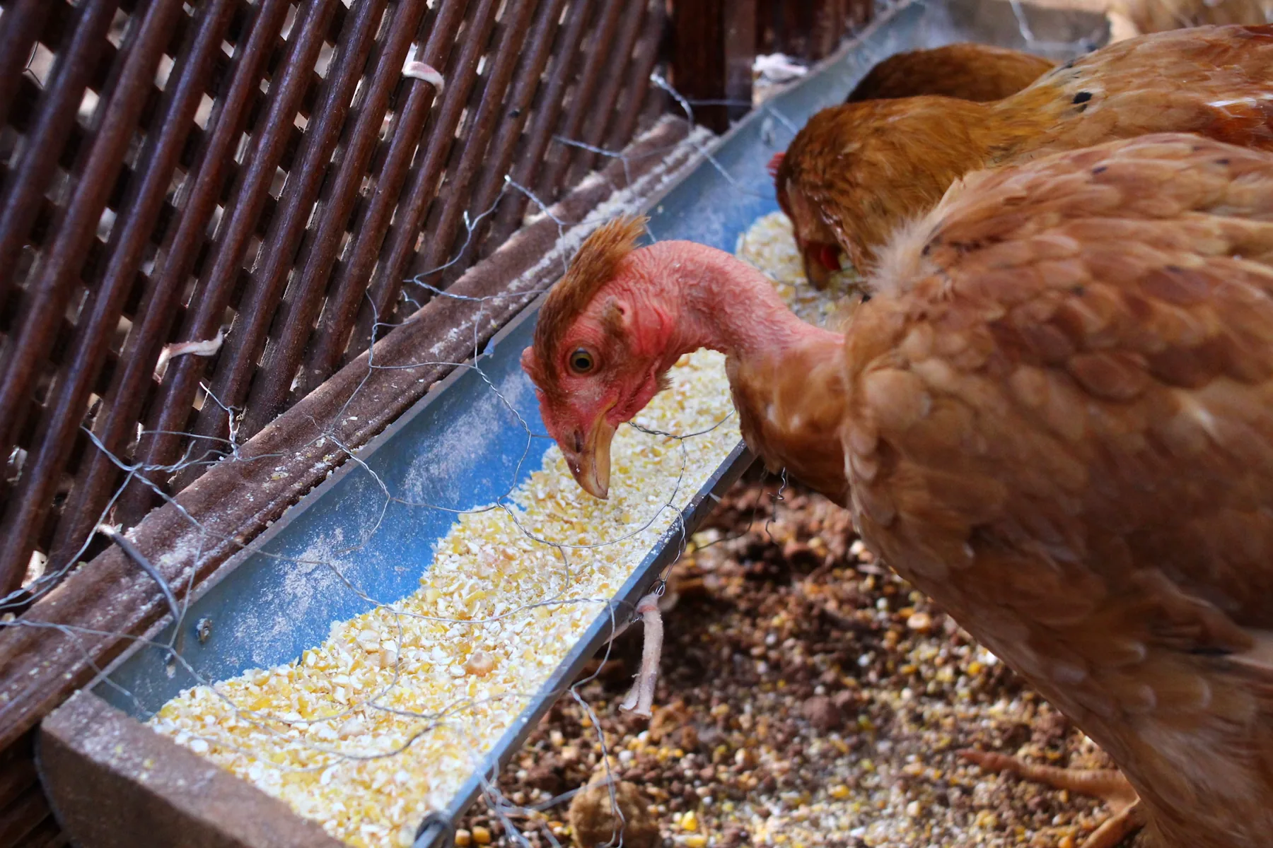 Aves se alimentando em comedouro